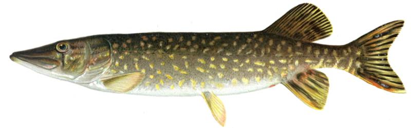 Файл:Щука рисунок.png