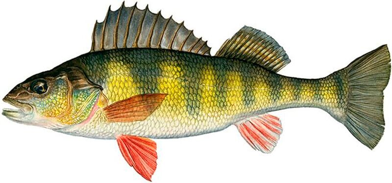 Файл:Речной окунь.jpg